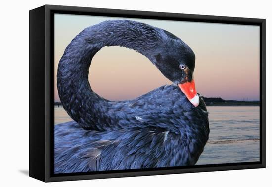 Black Swan-ekays-Framed Stretched Canvas