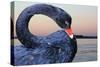 Black Swan-ekays-Stretched Canvas