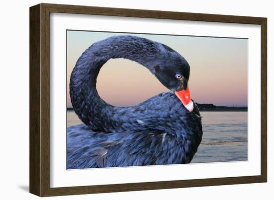 Black Swan-ekays-Framed Photographic Print