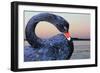 Black Swan-ekays-Framed Photographic Print