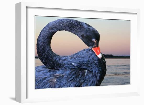 Black Swan-ekays-Framed Photographic Print