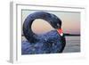 Black Swan-ekays-Framed Photographic Print