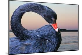 Black Swan-ekays-Mounted Photographic Print