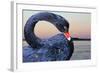 Black Swan-ekays-Framed Photographic Print