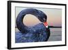 Black Swan-ekays-Framed Photographic Print