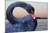 Black Swan-ekays-Mounted Photographic Print
