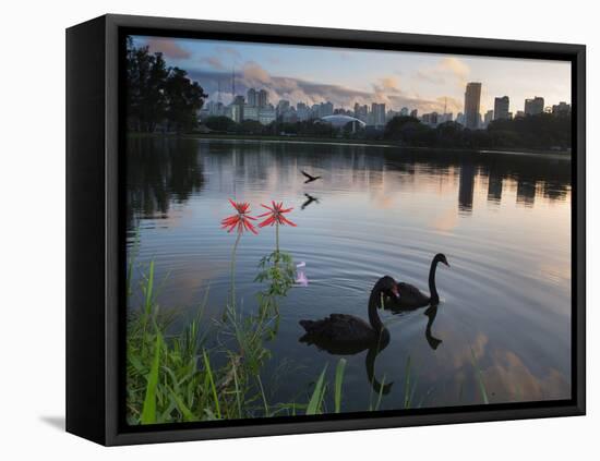 Black Swans, Cygnus Atratus, at Sunrise in Ibirapuera Park-Alex Saberi-Framed Stretched Canvas