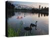 Black Swans, Cygnus Atratus, at Sunrise in Ibirapuera Park-Alex Saberi-Stretched Canvas