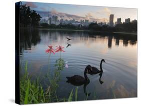 Black Swans, Cygnus Atratus, at Sunrise in Ibirapuera Park-Alex Saberi-Stretched Canvas
