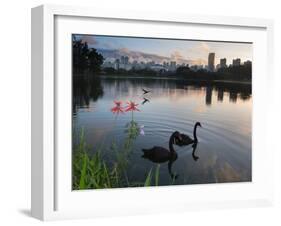 Black Swans, Cygnus Atratus, at Sunrise in Ibirapuera Park-Alex Saberi-Framed Photographic Print