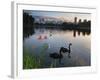 Black Swans, Cygnus Atratus, at Sunrise in Ibirapuera Park-Alex Saberi-Framed Photographic Print