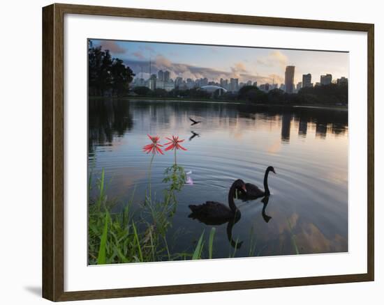 Black Swans, Cygnus Atratus, at Sunrise in Ibirapuera Park-Alex Saberi-Framed Photographic Print