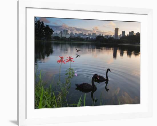 Black Swans, Cygnus Atratus, at Sunrise in Ibirapuera Park-Alex Saberi-Framed Photographic Print