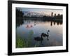 Black Swans, Cygnus Atratus, at Sunrise in Ibirapuera Park-Alex Saberi-Framed Photographic Print