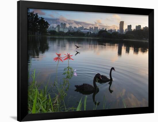 Black Swans, Cygnus Atratus, at Sunrise in Ibirapuera Park-Alex Saberi-Framed Photographic Print