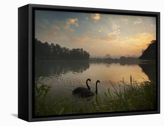 Black Swans Glide on the Lake at Ibirapuera Park in Sao Paulo at Sunrise-Alex Saberi-Framed Stretched Canvas