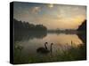 Black Swans Glide on the Lake at Ibirapuera Park in Sao Paulo at Sunrise-Alex Saberi-Stretched Canvas