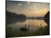 Black Swans Glide on the Lake at Ibirapuera Park in Sao Paulo at Sunrise-Alex Saberi-Stretched Canvas