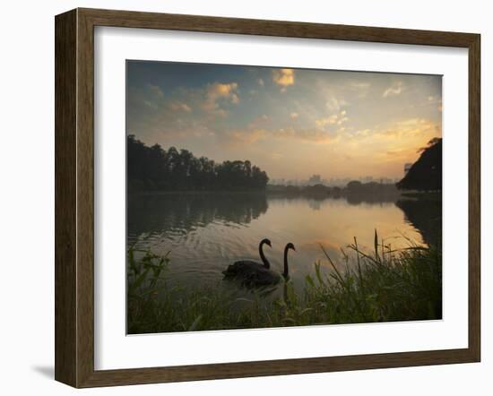 Black Swans Glide on the Lake at Ibirapuera Park in Sao Paulo at Sunrise-Alex Saberi-Framed Photographic Print