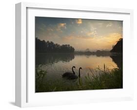 Black Swans Glide on the Lake at Ibirapuera Park in Sao Paulo at Sunrise-Alex Saberi-Framed Photographic Print