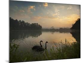 Black Swans Glide on the Lake at Ibirapuera Park in Sao Paulo at Sunrise-Alex Saberi-Mounted Photographic Print