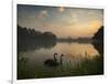 Black Swans Glide on the Lake at Ibirapuera Park in Sao Paulo at Sunrise-Alex Saberi-Framed Photographic Print