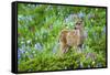 Black-tail Deer Fan, Cascade Wildflowers-Ken Archer-Framed Stretched Canvas