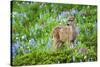 Black-tail Deer Fan, Cascade Wildflowers-Ken Archer-Stretched Canvas