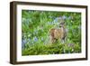 Black-tail Deer Fan, Cascade Wildflowers-Ken Archer-Framed Photographic Print