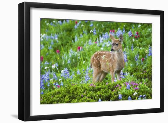 Black-tail Deer Fan, Cascade Wildflowers-Ken Archer-Framed Photographic Print