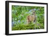 Black-tail Deer Fan, Cascade Wildflowers-Ken Archer-Framed Photographic Print