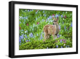 Black-tail Deer Fan, Cascade Wildflowers-Ken Archer-Framed Photographic Print