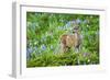 Black-tail Deer Fan, Cascade Wildflowers-Ken Archer-Framed Photographic Print