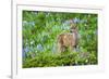 Black-tail Deer Fan, Cascade Wildflowers-Ken Archer-Framed Photographic Print