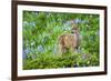 Black-tail Deer Fan, Cascade Wildflowers-Ken Archer-Framed Photographic Print