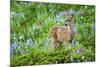 Black-tail Deer Fan, Cascade Wildflowers-Ken Archer-Mounted Photographic Print