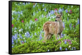 Black-tail Deer Fan, Cascade Wildflowers-Ken Archer-Framed Stretched Canvas