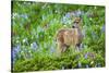 Black-tail Deer Fan, Cascade Wildflowers-Ken Archer-Stretched Canvas