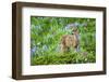 Black-tail Deer Fan, Cascade Wildflowers-Ken Archer-Framed Photographic Print