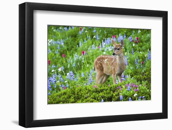 Black-tail Deer Fan, Cascade Wildflowers-Ken Archer-Framed Photographic Print