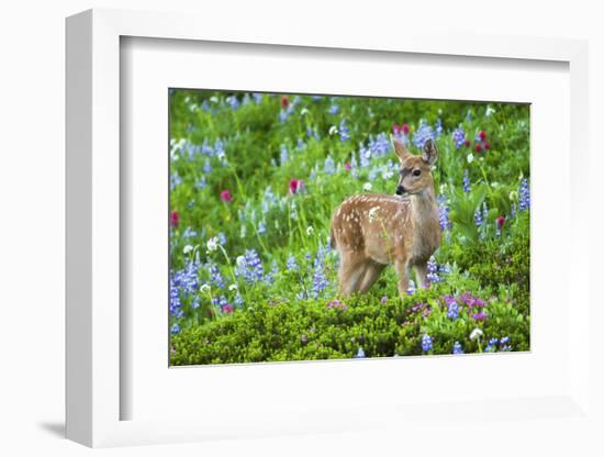 Black-tail Deer Fan, Cascade Wildflowers-Ken Archer-Framed Photographic Print