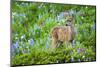 Black-tail Deer Fan, Cascade Wildflowers-Ken Archer-Mounted Photographic Print