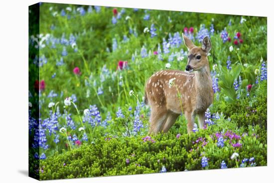 Black-tail Deer Fan, Cascade Wildflowers-Ken Archer-Stretched Canvas