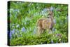 Black-tail Deer Fan, Cascade Wildflowers-Ken Archer-Stretched Canvas