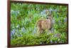 Black-tail Deer Fan, Cascade Wildflowers-Ken Archer-Framed Photographic Print