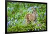 Black-tail Deer Fan, Cascade Wildflowers-Ken Archer-Framed Photographic Print