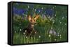 Black Tail Deer Fawn, Alpine Wildflowers-Ken Archer-Framed Stretched Canvas