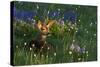 Black Tail Deer Fawn, Alpine Wildflowers-Ken Archer-Stretched Canvas