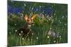 Black Tail Deer Fawn, Alpine Wildflowers-Ken Archer-Mounted Photographic Print