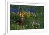 Black Tail Deer Fawn, Alpine Wildflowers-Ken Archer-Framed Photographic Print